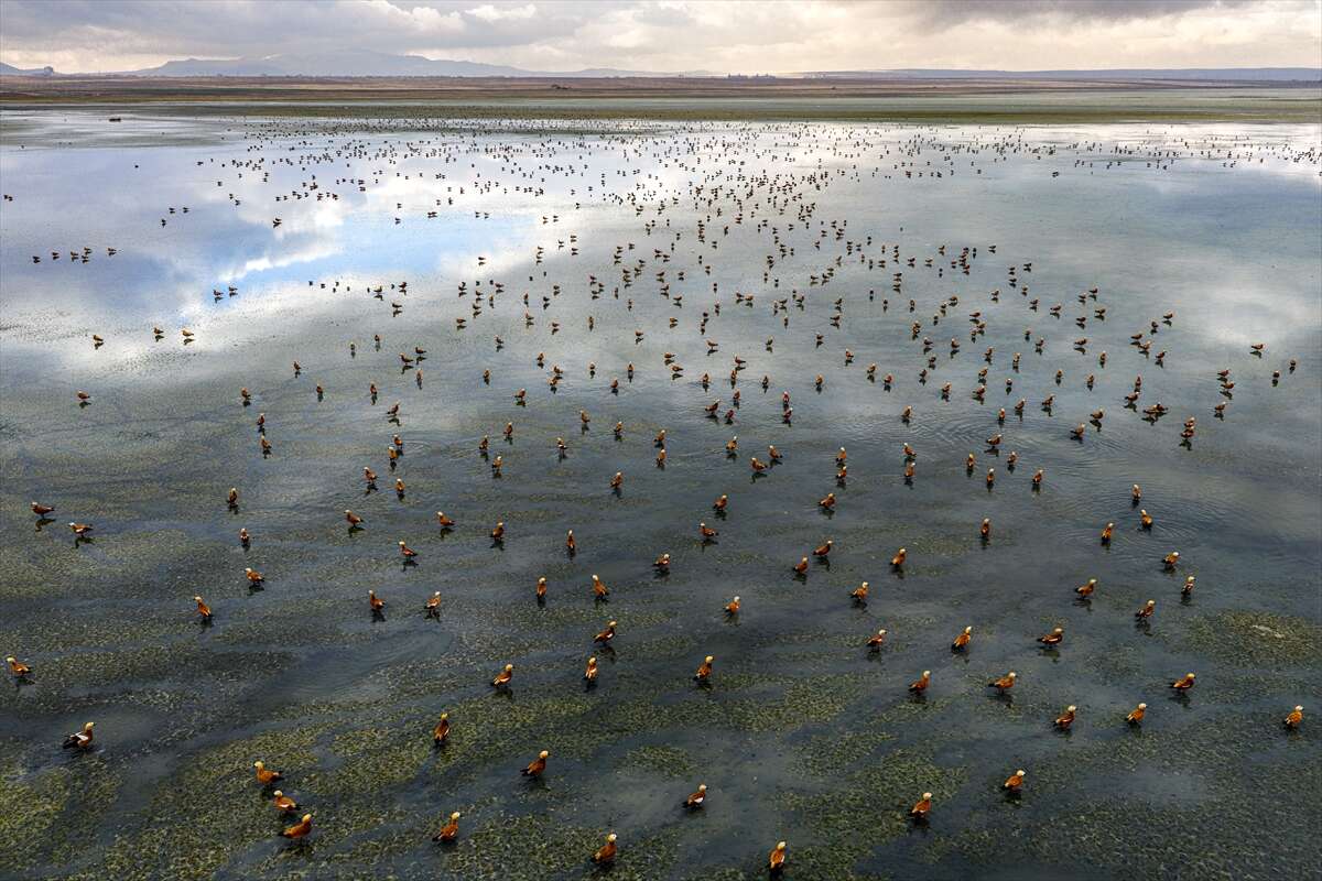 Konya’da doğa ziyafeti 3